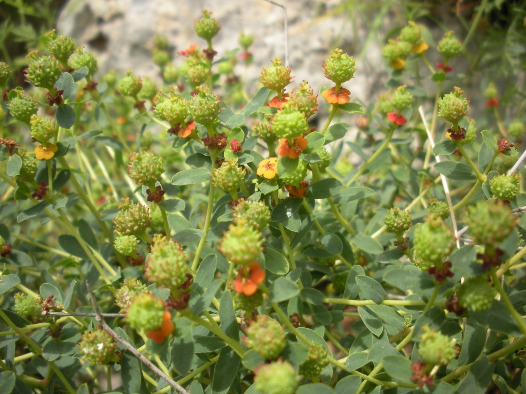 Euphorbia spinosa / Euforbia spinosa
